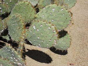 IMG_0260.JPG